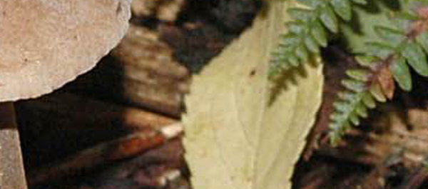 Tanto per cambiare....Quiz!